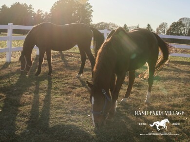 【予告】「NASU FARM VILLAGE」が期間限定オープン！