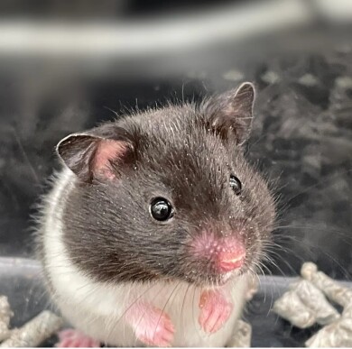 新しい仲間たちを紹介します✨