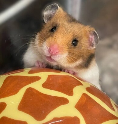 かわいらしい仲間たちをご紹介🎵
