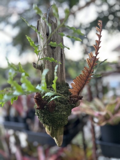 KISUKIふたたび。 植物と暮らす秋