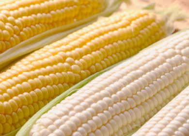 『あまいんです』と『ピュアホワイト』とうもろこし8/7入荷🌽
