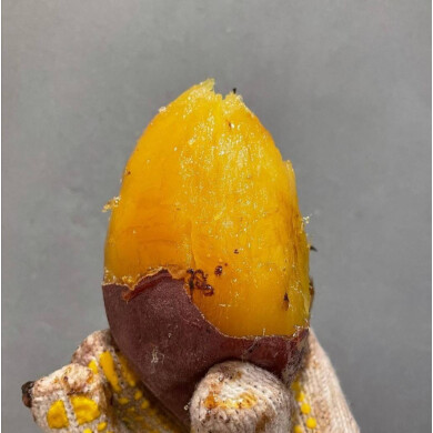 【予告】「芋と野菜」が期間限定オープン！