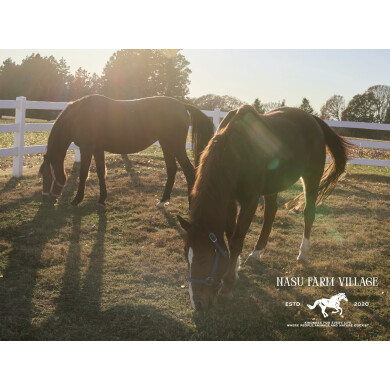 【予告】「NASU FARM VILLAGE」が期間限定オープン!