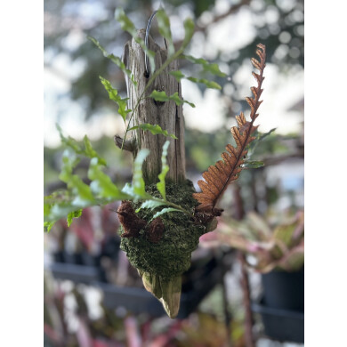 KISUKIふたたび。 植物と暮らす秋