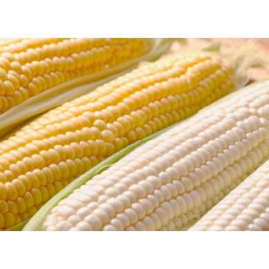 『あまいんです』と『ピュアホワイト』とうもろこし8/7入荷🌽